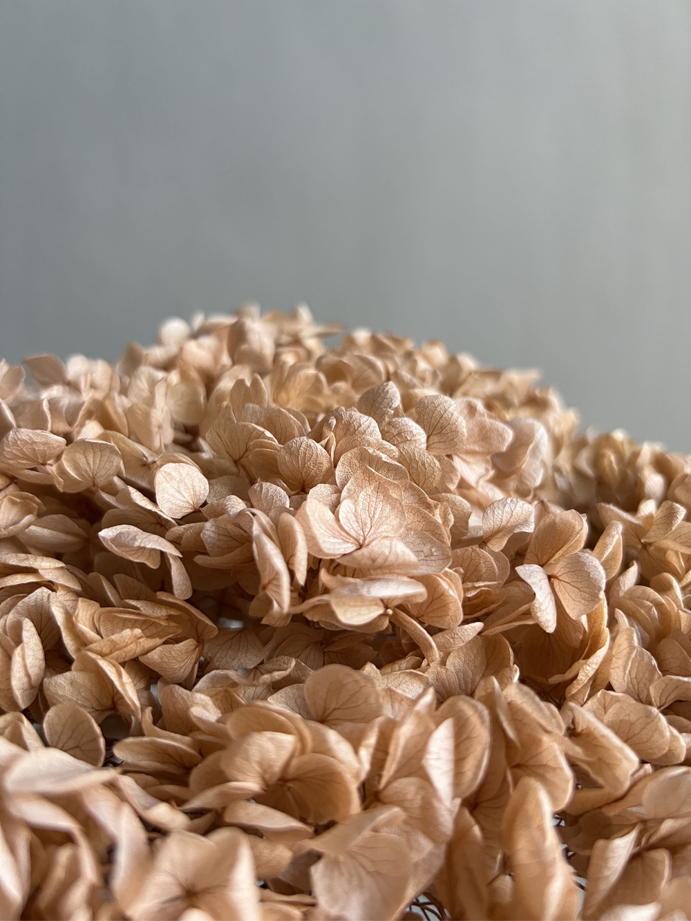 Гортензия стабилизированная пудровая