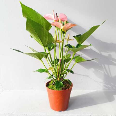 Антуриум Чемпион розовый