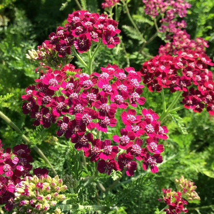 Тысячелистник обыкновенный "Red Velvet". Achillea millefolium "Red Velvet".