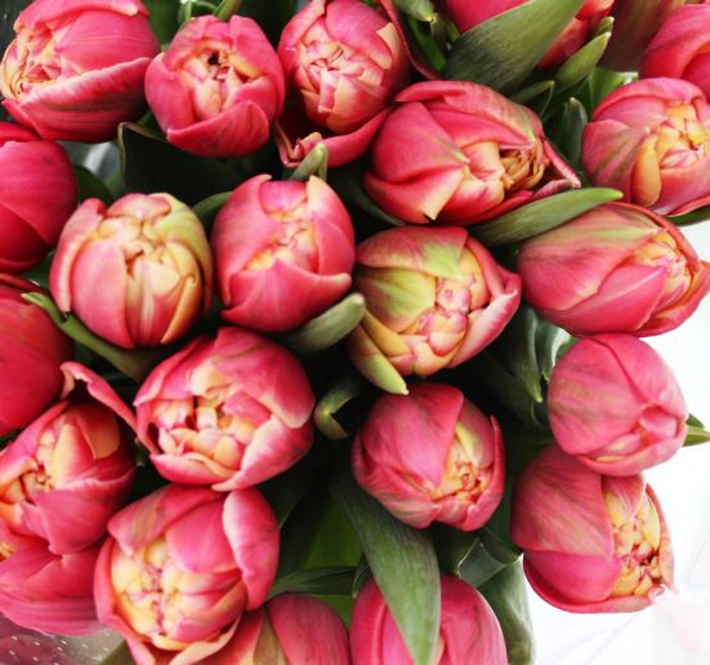 Тюльпан пионовидный