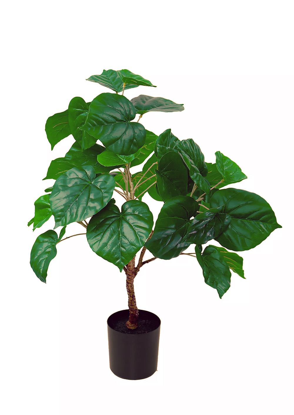 Фикус липовидный - Зеленый