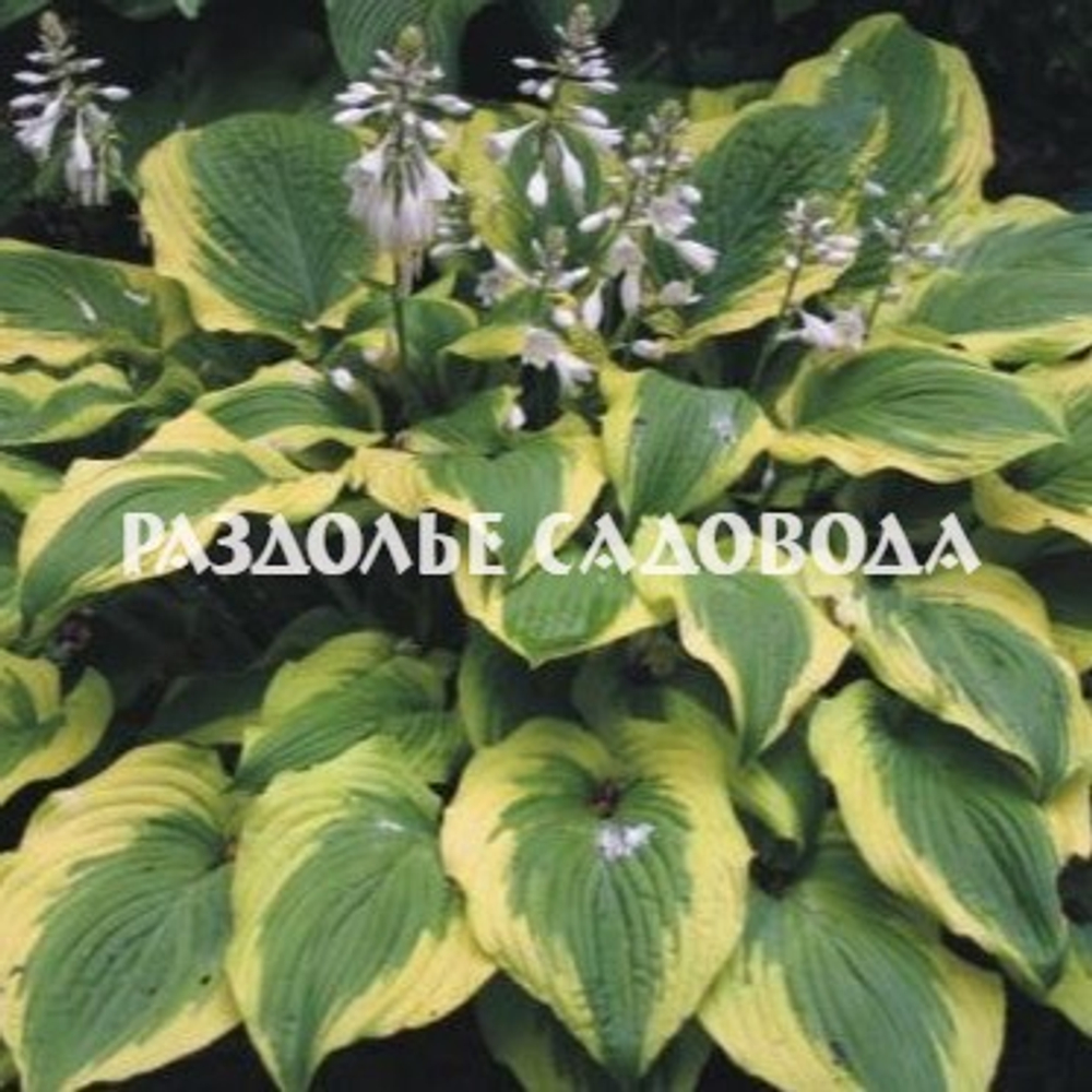 Хоста гибридная Сатисфекшн (горшок 3л)