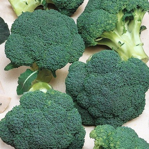 Капуста брокколи Грин гарден F1