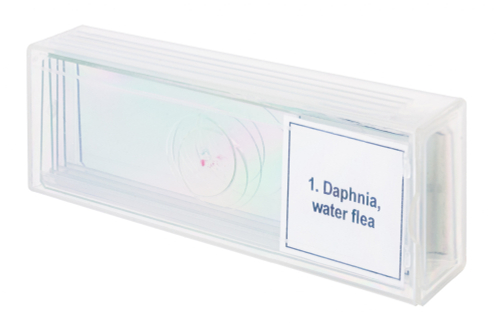 Набор микропрепаратов Levenhuk Discovery Prof DPS 5. «Жизнь в капле воды»