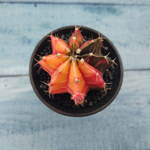 Gymnocalycium Variegata (Гимнокалициум Вариегатный)