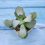Сotyledon Сhocoline (Котиледон)