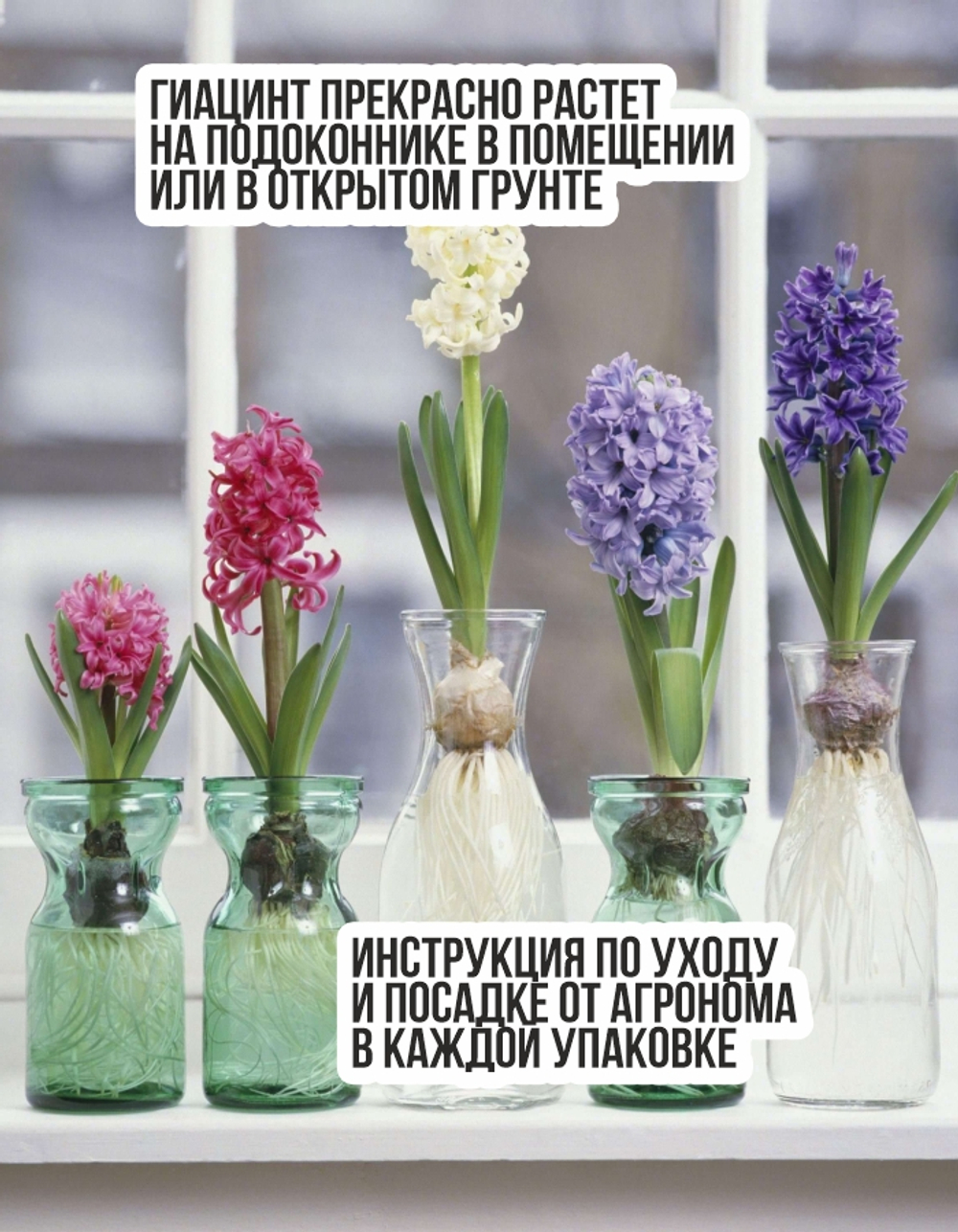Гиацинт Луковицы, Аилос, 3шт