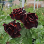 Адениум CHARCOAL BLAZE