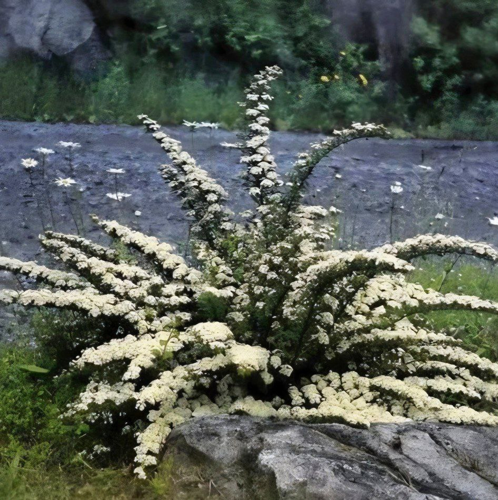 Спирея ниппоннская June Bride