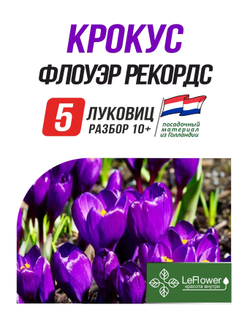 Крокус Луковица, Флоуэр рекордс, 5шт
