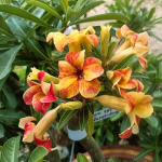 Адениум обесум SUNSET SKY