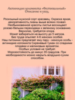Актинидия коломикта  Фестивальный мужской сорт