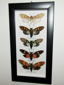 Цикады в рамке