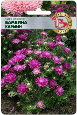 Астра семена