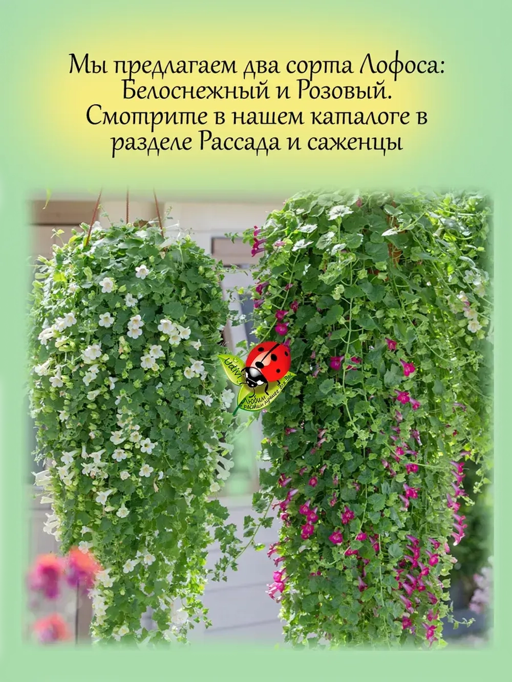 Лофос Розовый ампельная глоксиния
