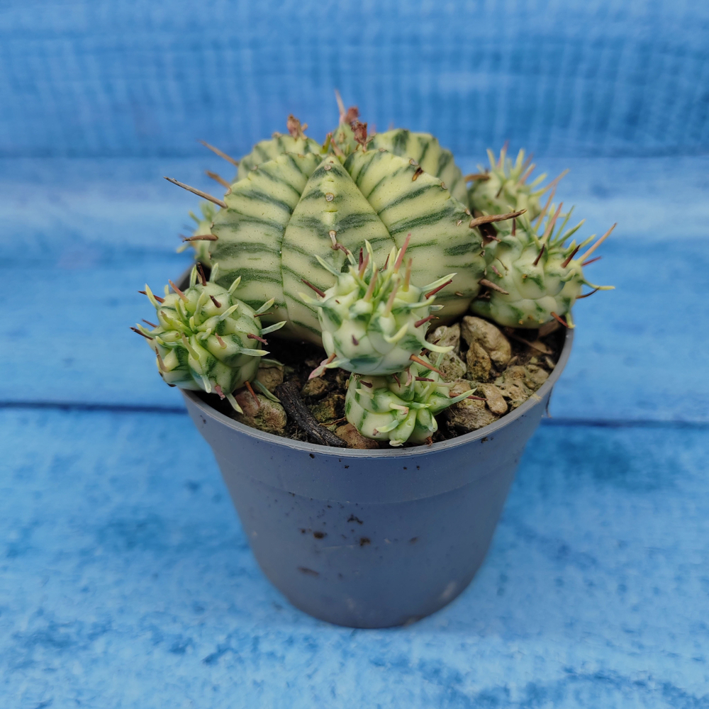 Euphorbia meloformis f. Variegated (Эуфорбия вариегатная)