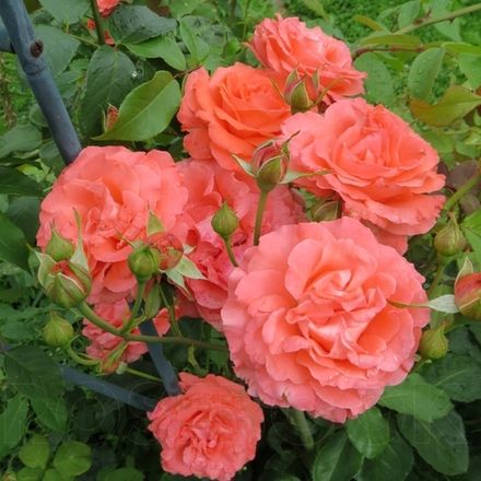 Ди Ди Бриджуотер (Dee Dee Bridgewater)