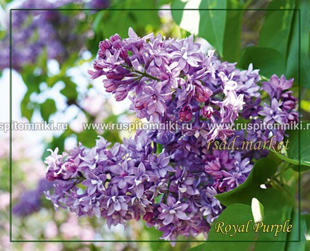 Сирень Royal Purple