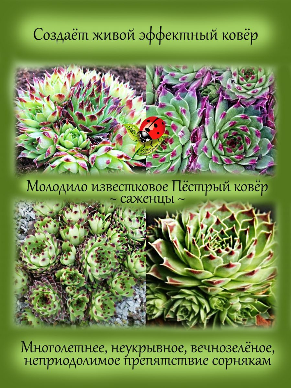 Молодило известковое Пестрый ковер каменная роза многолетник