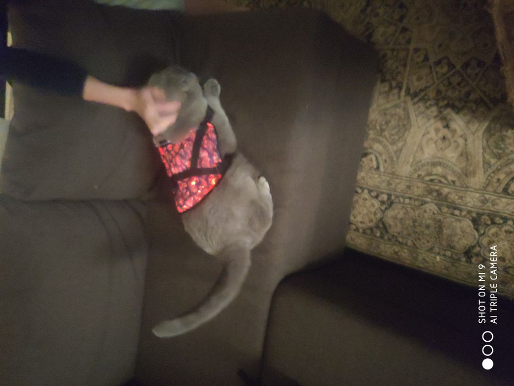 Светящийся комбинезон для кошек/собачек