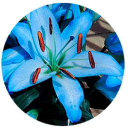 Голубая лилия