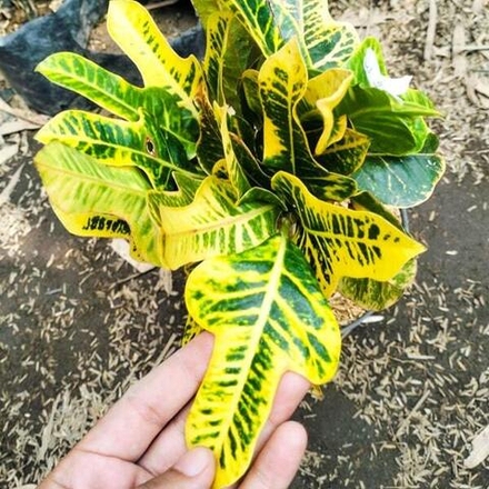 Кротон DASI JOJON YELLOW