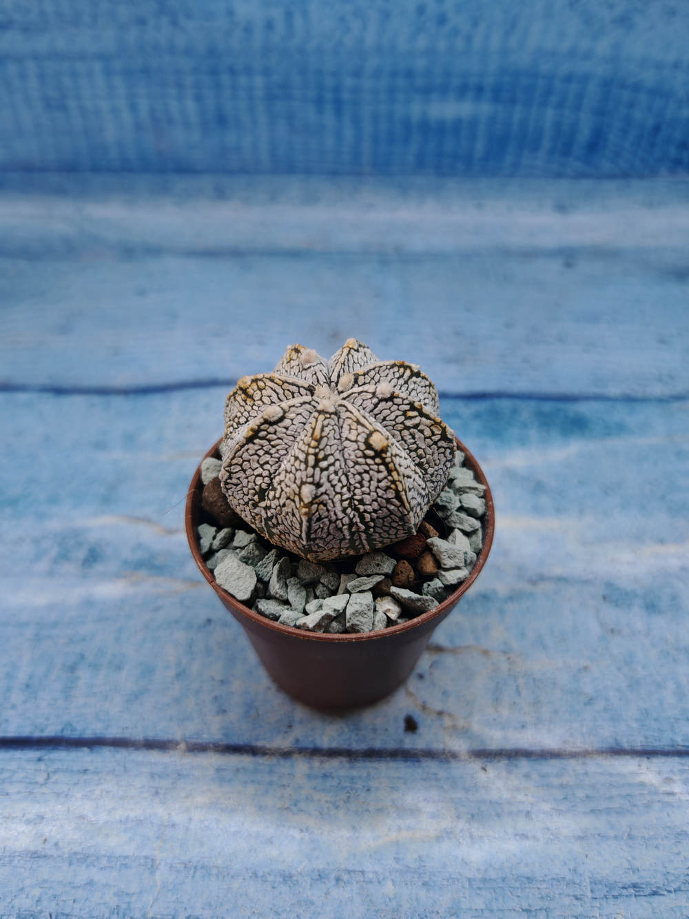 Astrophytum Asterias "Super Kabuto" (Астрофитум)