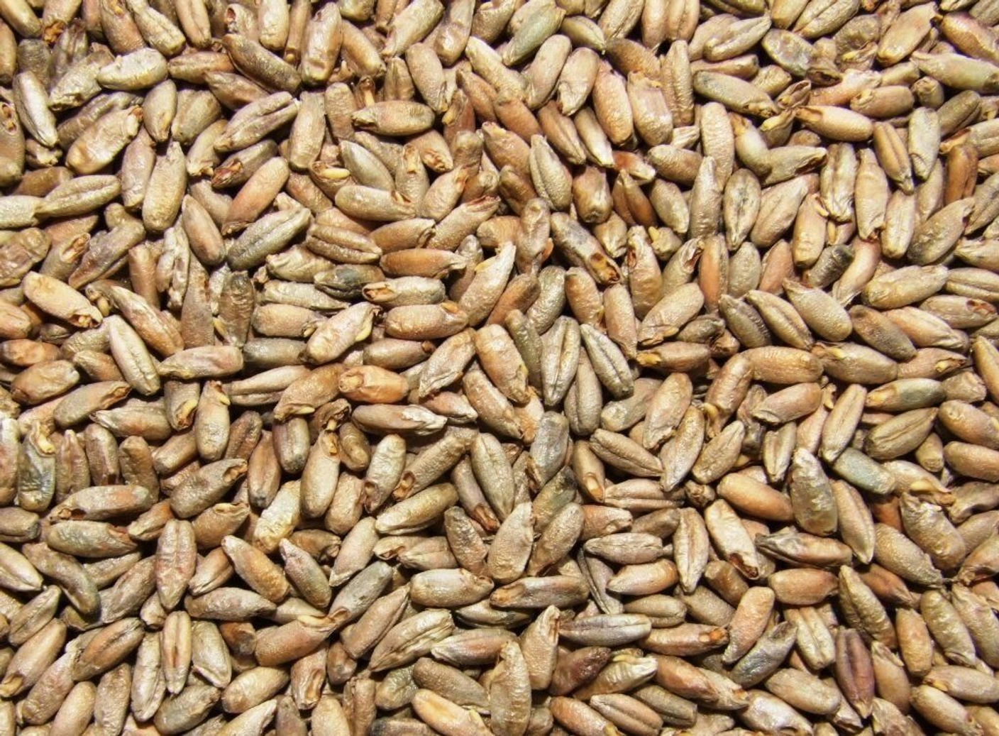 Рецепт самогона из пшеницы