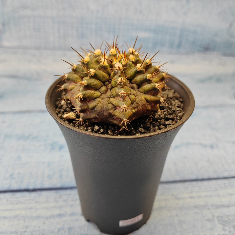 Gymnocalycium T-Rex hybride (Гимнокалициум T-rex)