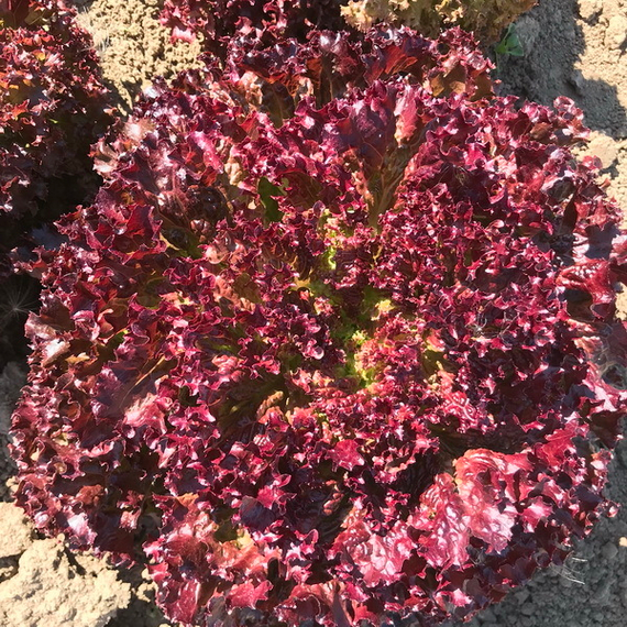 ЭНТОНИ семена салата Rijk Zwaan культура – фото 2