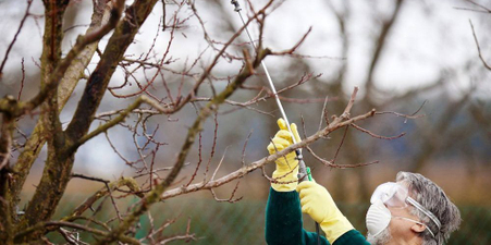 Осенняя обработка сада от болезней и вредителей