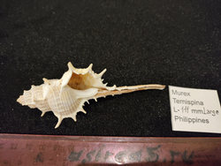 Мурекс Терниспайн