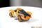 HOT WHEELS 2019 BAJA TRUCK OFF ROAD TRUCKS SERIES 4/6 FYY72 NEW