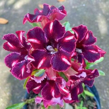 Адениум обесум 358 Coffee