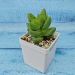 Crassula Benjamin (Крассула)