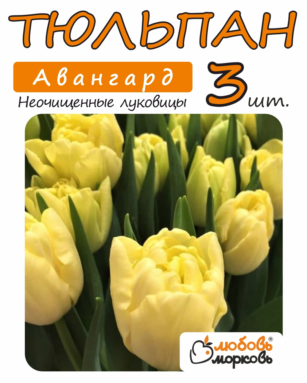Тюльпан Луковица, Авангард, 3+ шт