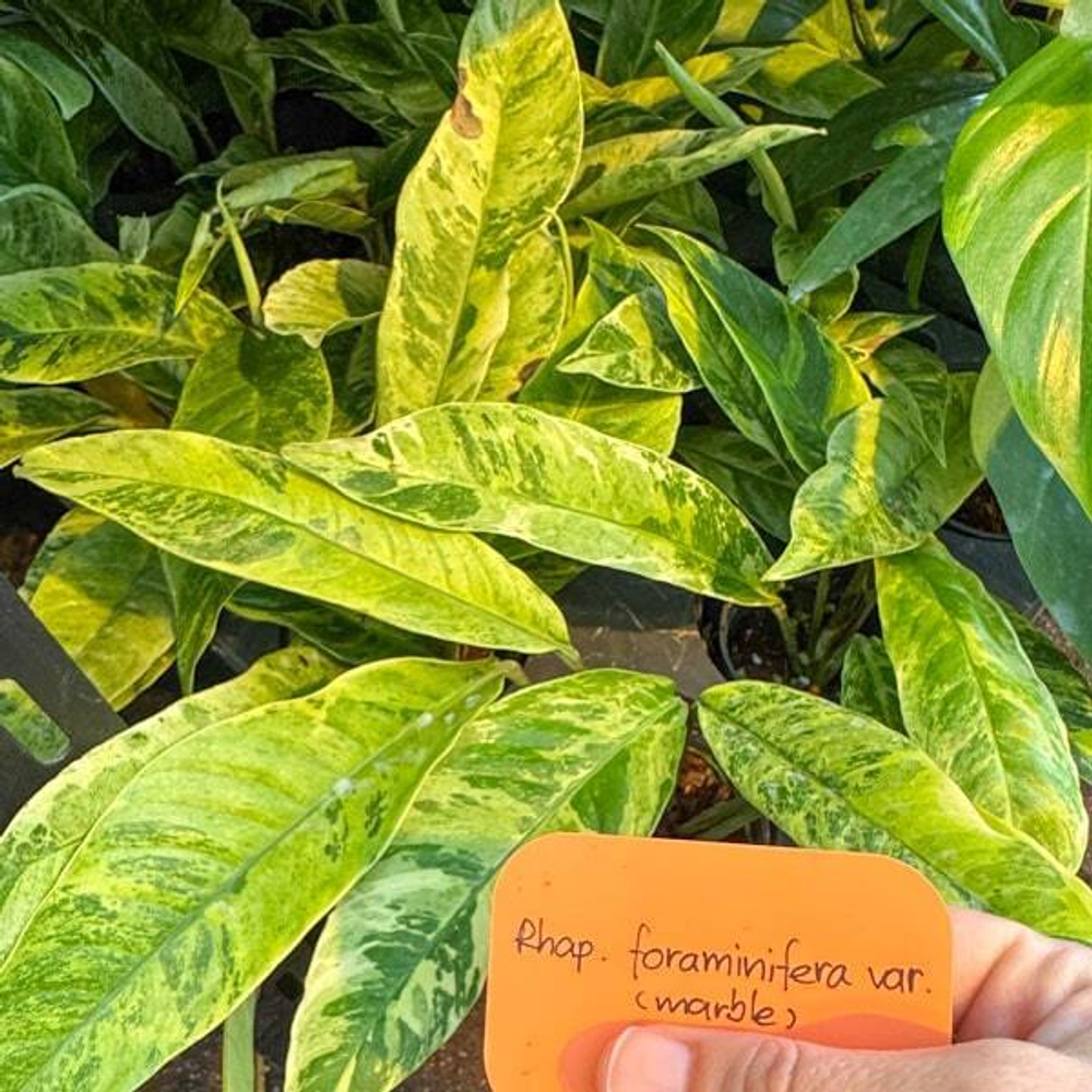 Рафидофора FORAMINIFERA MARBLE VAR