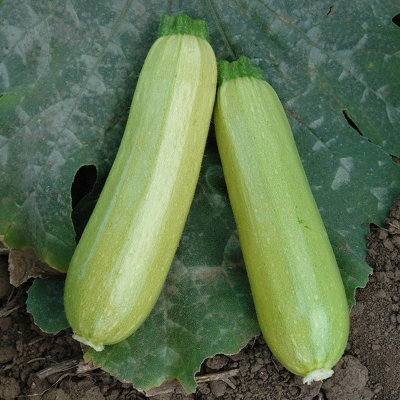 Искандер F1 семена кабачка (Seminis / ALEXAGRO) отзывы – фото 5