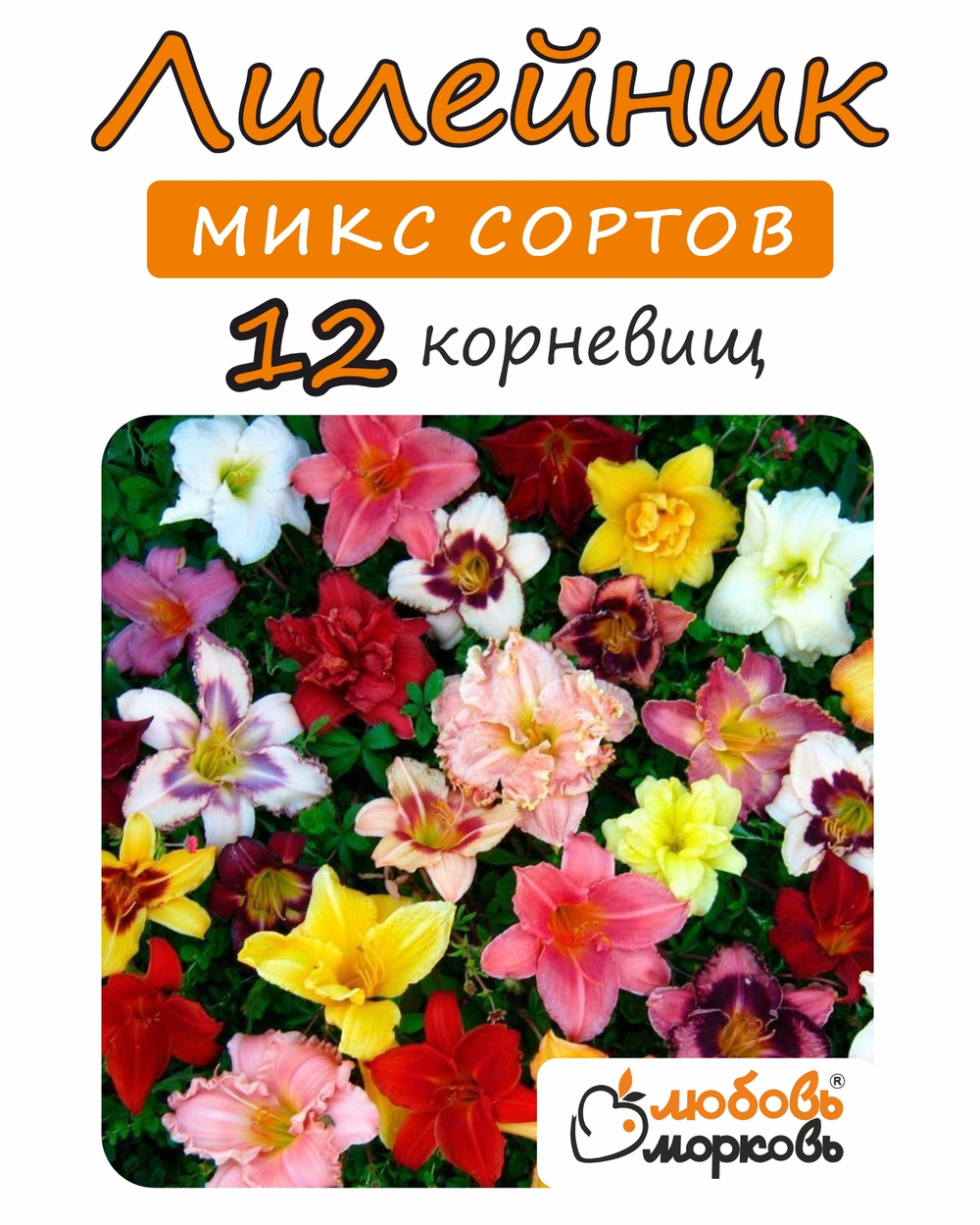 Лилейник Корневище, микс сорта, 12 шт
