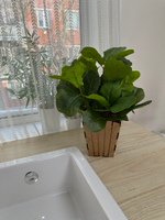 Лирата в коричневом кашпо, в-40 см