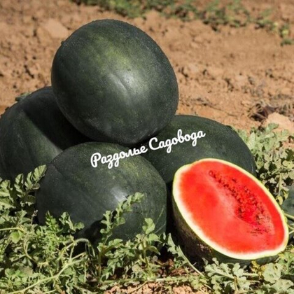 Арбуз Огонёк