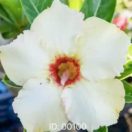 Адениум обесум 100