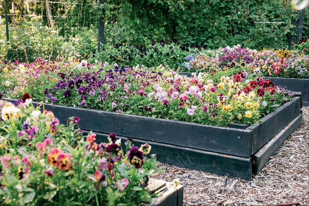 Pansies: How to Grow, Reimagine, and Create Beauty with Pansies and Violas