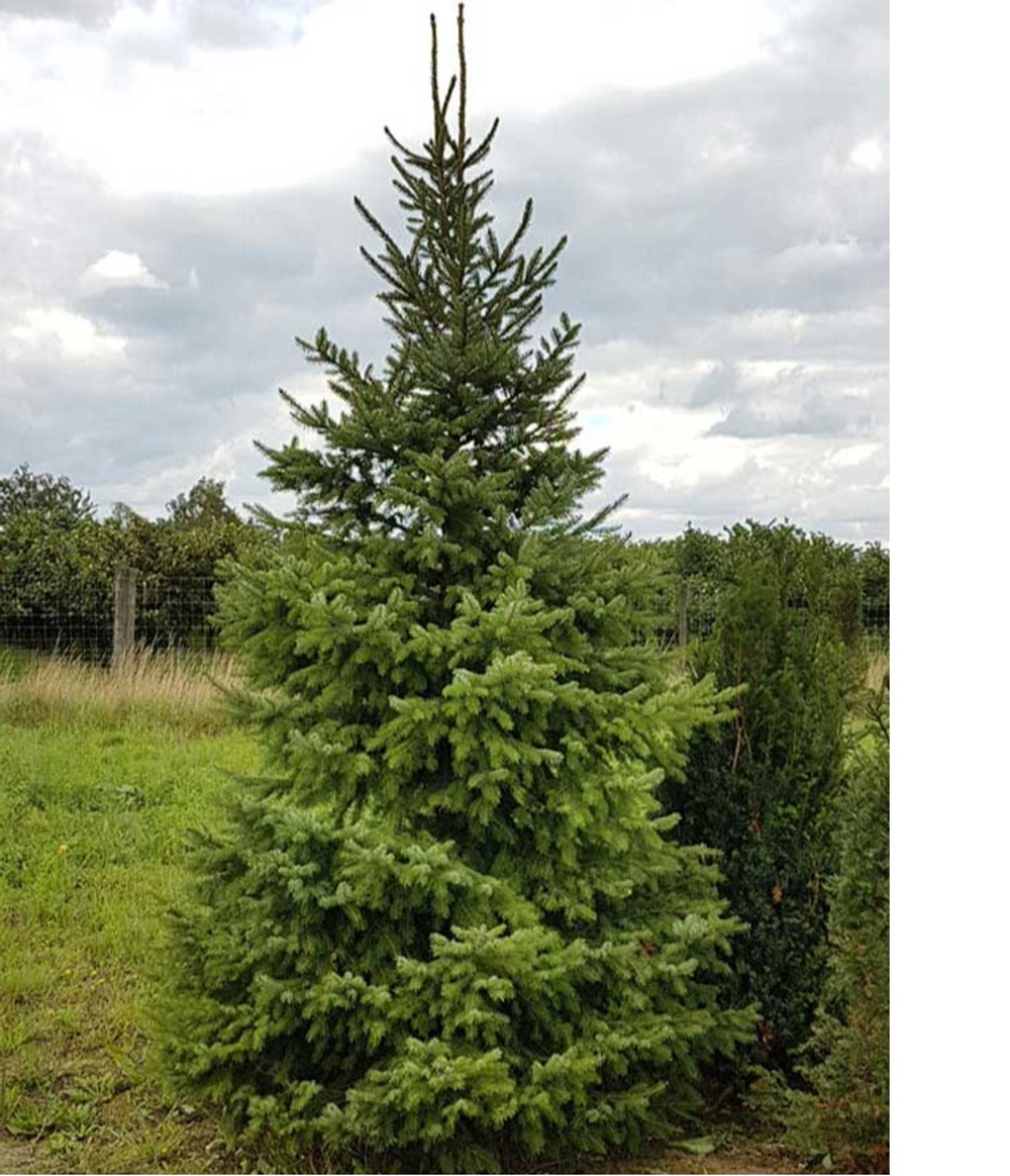 Ель сербская (ком) 350-400