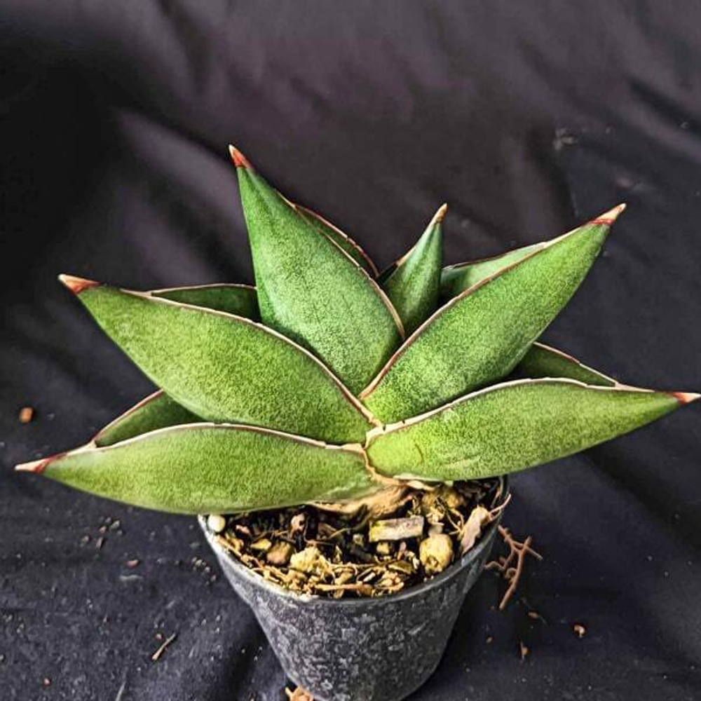 Сансевиерия OPERA HOUSE