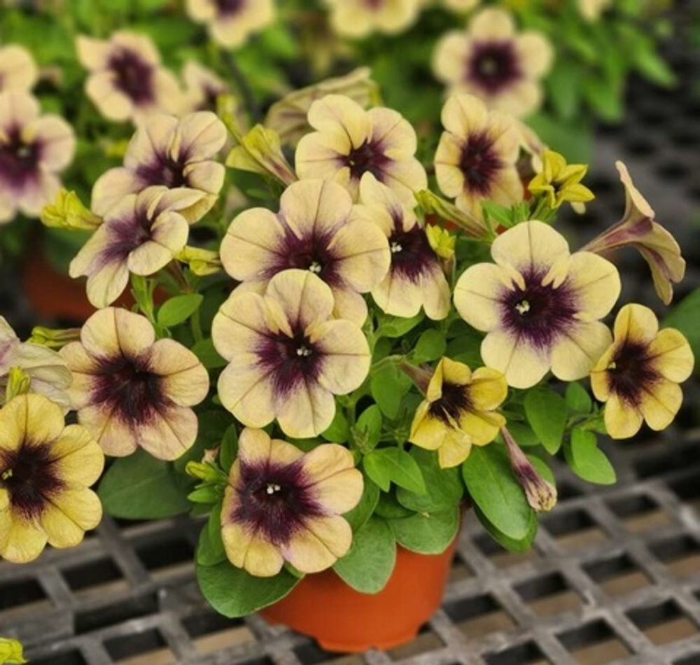 Петуния RAY SHADOW