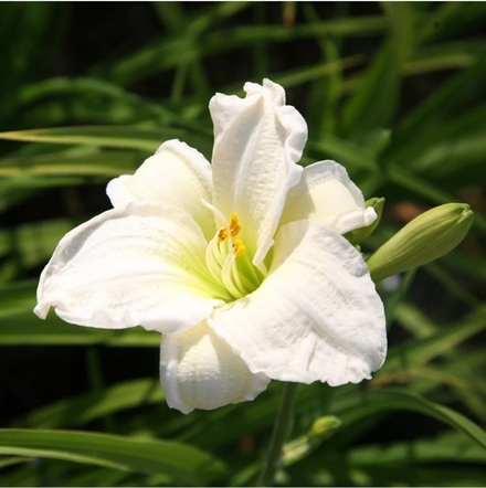 Лилейник "Snowy Aparation". Hemerocallis "Snowy Aparation".