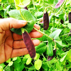 Горох Тутанхамона - King Tut Purple Pea
