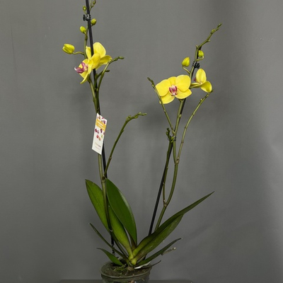 Орхидея Фаленопсис