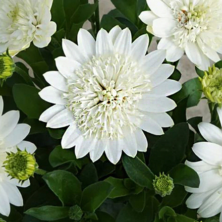 Остеоспермум махровый 3D Nanuk ОКС укорененный черенок